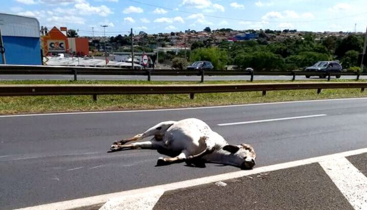 Vaca na pista: dono de animal terá que indenizar agricultor que foi aposentado por invalidez após acidente