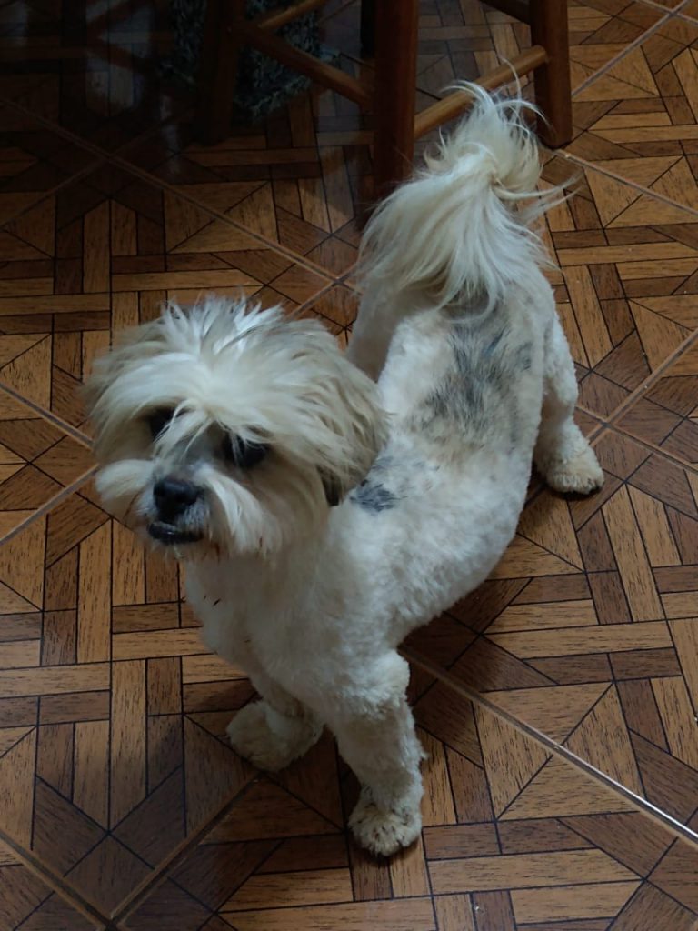 Cachorrinho é encontrado nas proximidades do Estádio Olímpico