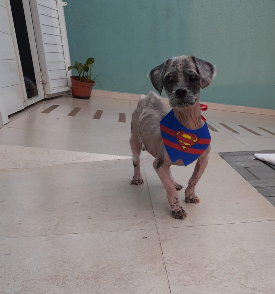 Cão que foi resgatado e passa por tratamento está desaparecido; tutora pede ajuda para encontrá-lo