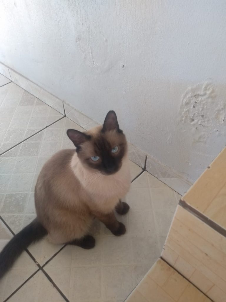 Gato de estimação sumiu no XIV de Novembro