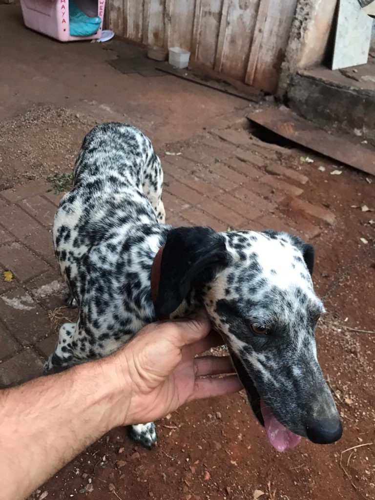 Dálmata é encontrada na Avenida Brasil