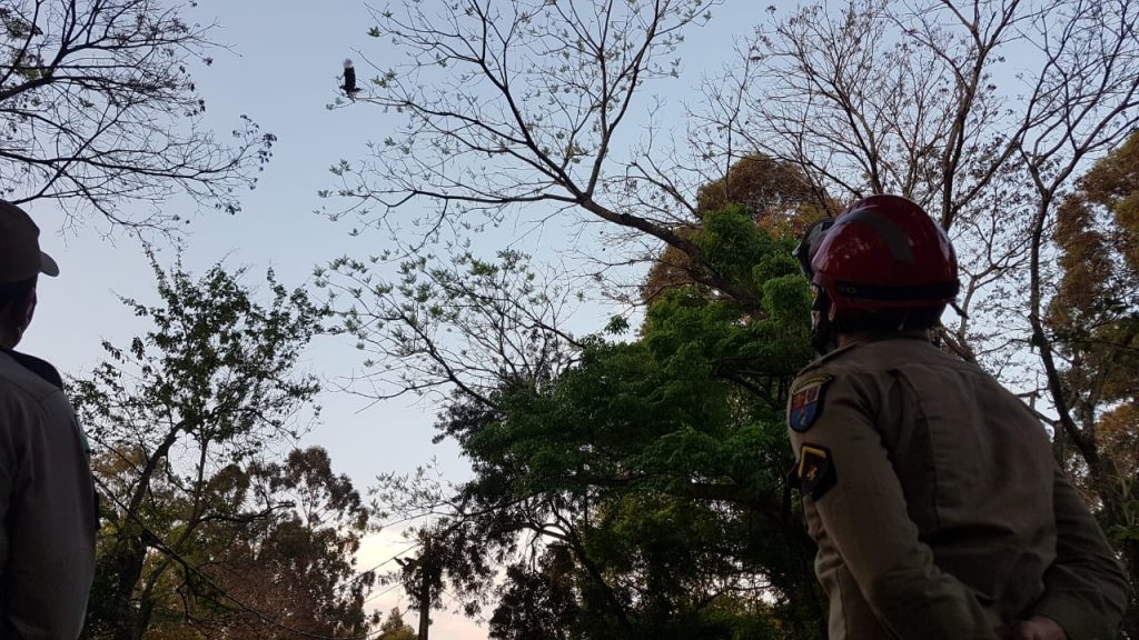 Gavião fica preso em topo de árvore por conta de linhas de pipa e Bombeiros são mobilizados