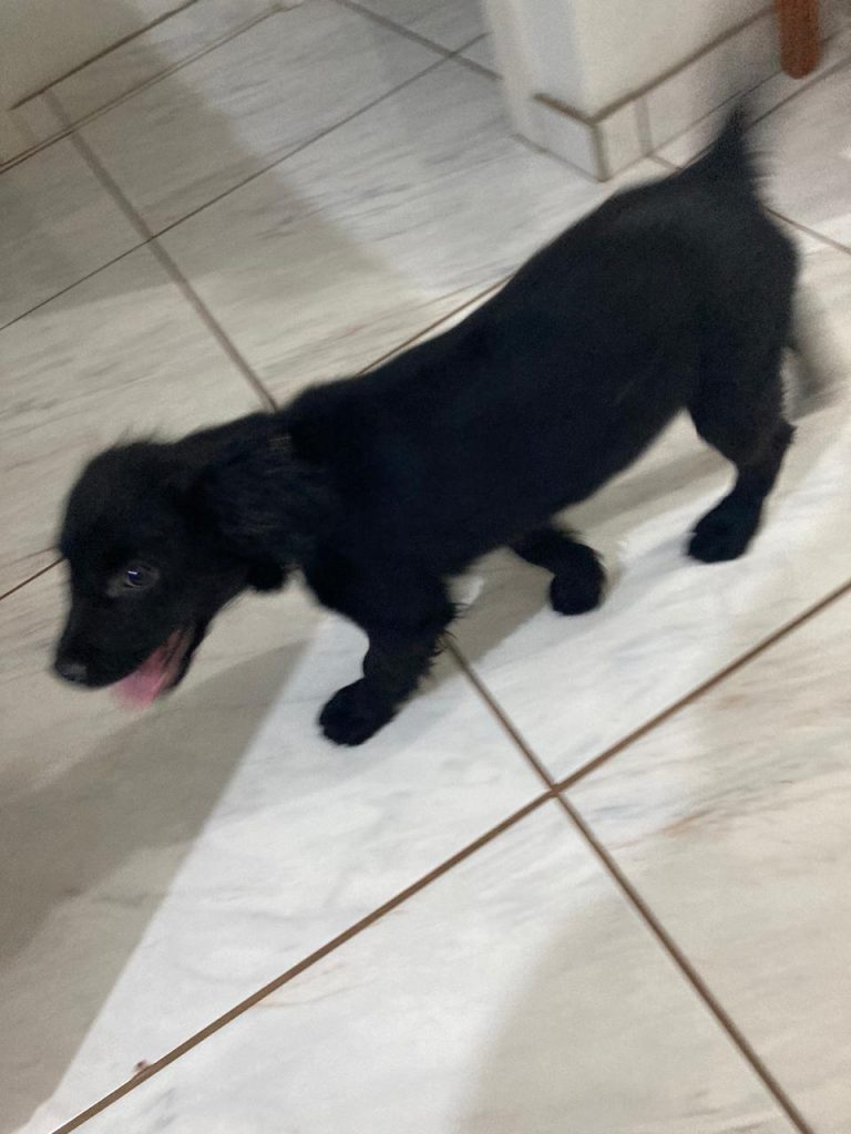 Filhote de cachorro é encontrado na Avenida da Fag