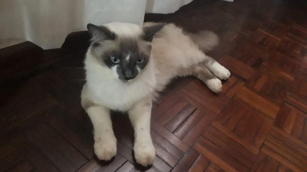 Gata de estimação está desaparecida na região do Centro; dono pede ajuda para encontrá-la
