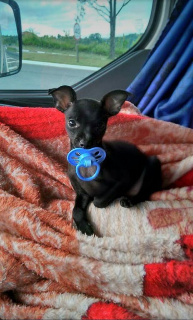 Cadelinha da raça pinscher está desaparecida na região do Interlagos
