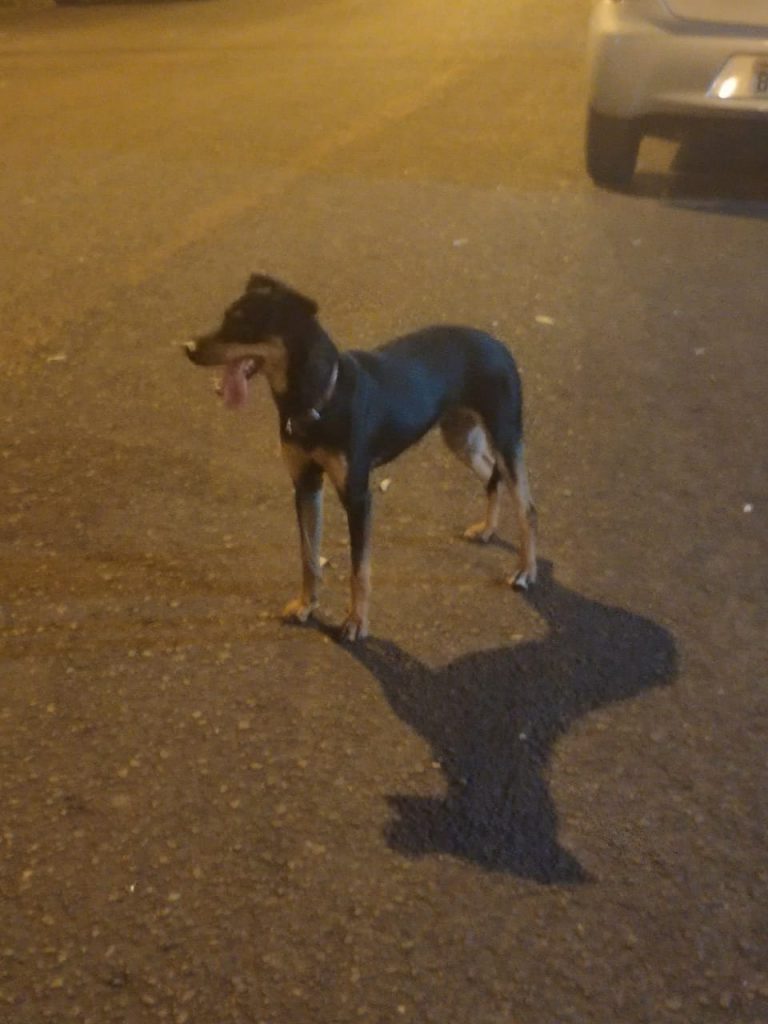 Cachorro é encontrado no Pioneiros Catarinenses