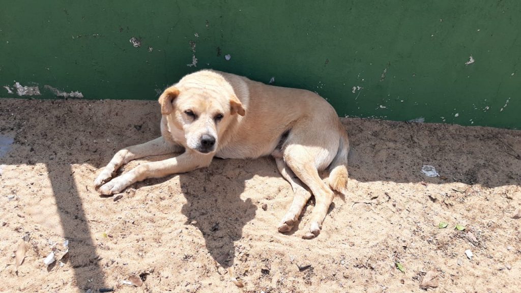 Internauta pede ajuda para resgate de cachorro