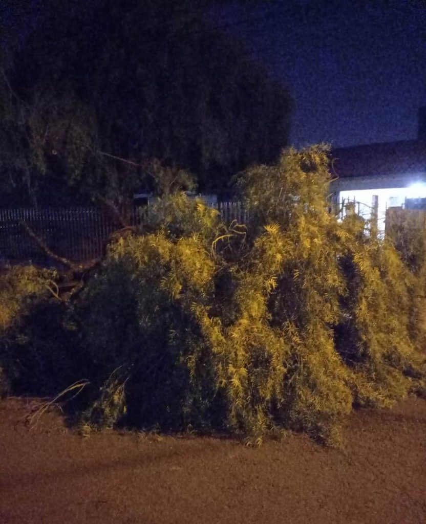 Árvore cai e prejudica trânsito no Parque Verde