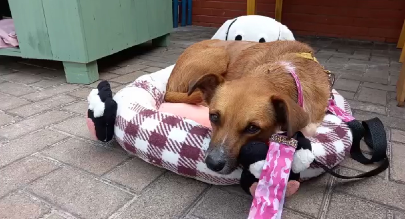 Você lembra da Pipoca? Após levar três tiros ela está recuperada e em busca de uma família Imagem referente a Você lembra da Pipoca? Após levar três tiros ela está recuperada e em busca de uma família