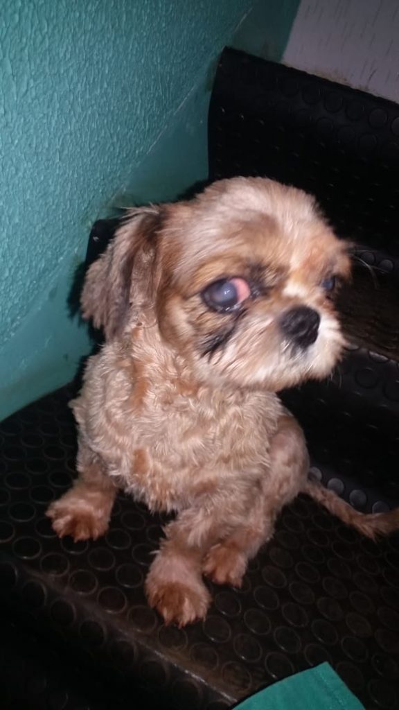 Cachorro é encontrado no Bairro Tocantins I