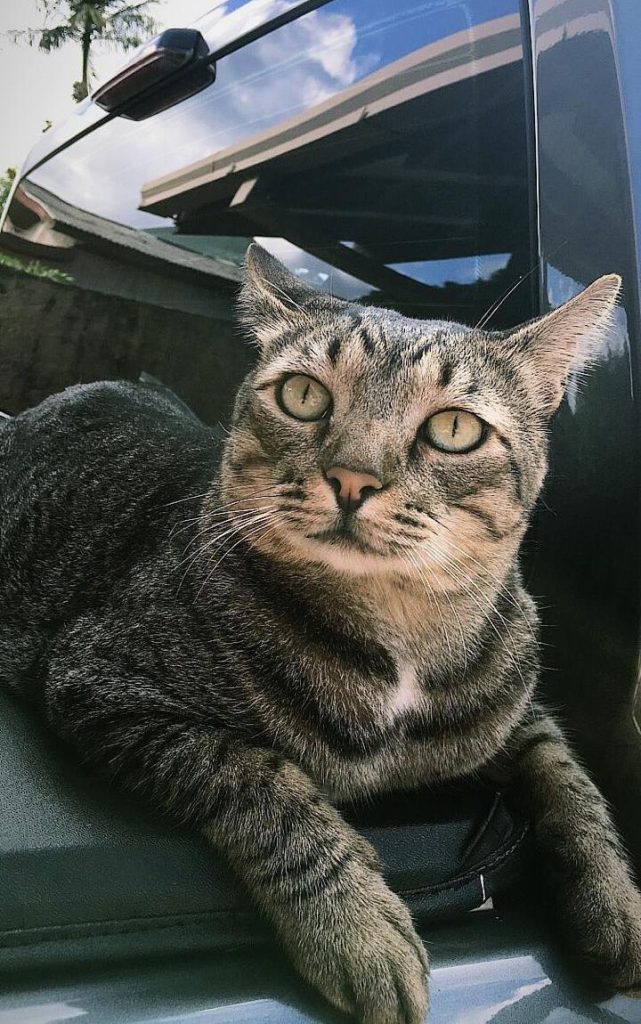 Mosby desapareceu no Bairro Maria Luíza