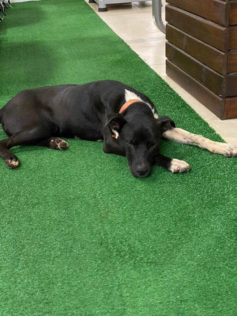 Cachorro é encontrado na Rua Mato Grosso