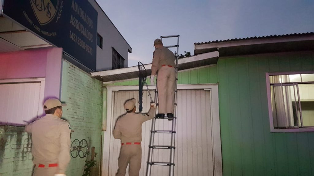 Macaco-prego é visto em residência na Rua Cuiabá