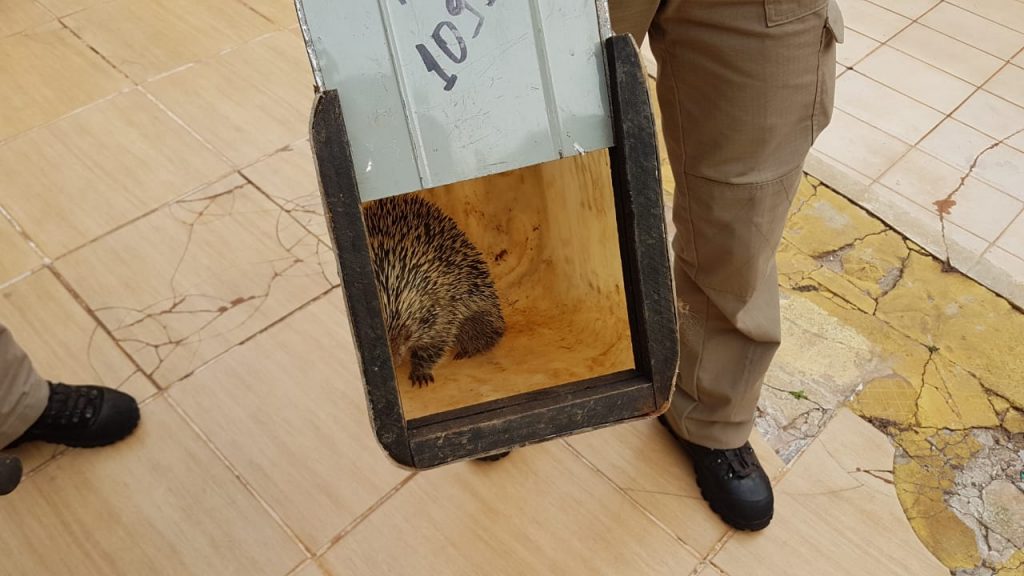 Porco-espinho é capturado na Avenida Toledo
