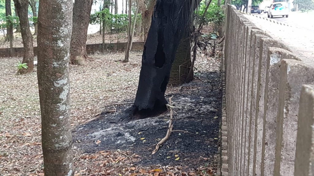 Bombeiros avaliam árvore incendiada que pode oferecer riscos à população