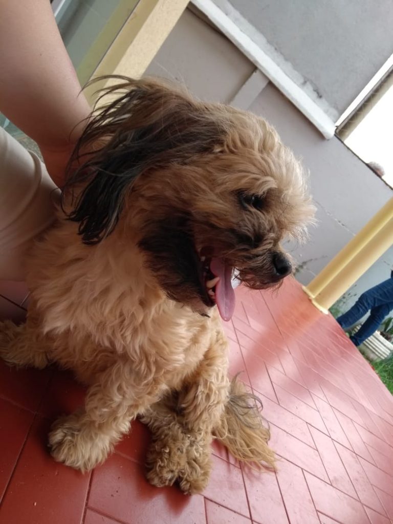 Cadelinha é encontrada no Country