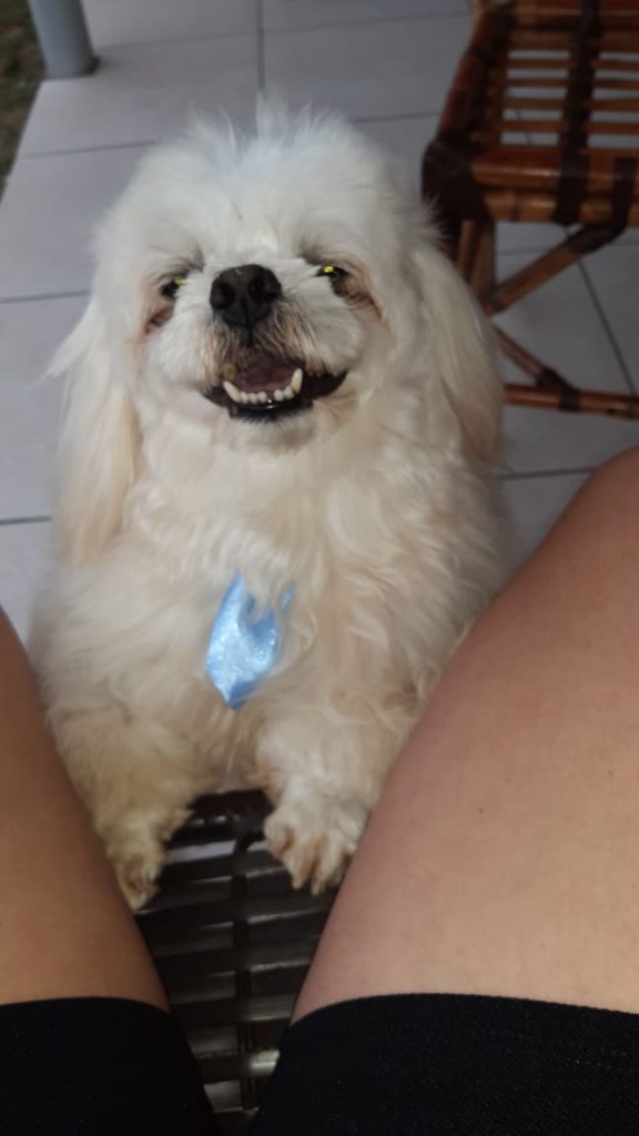 Cachorrinho ‘Thor’ está desaparecido e dona pede ajuda para encontrá-lo