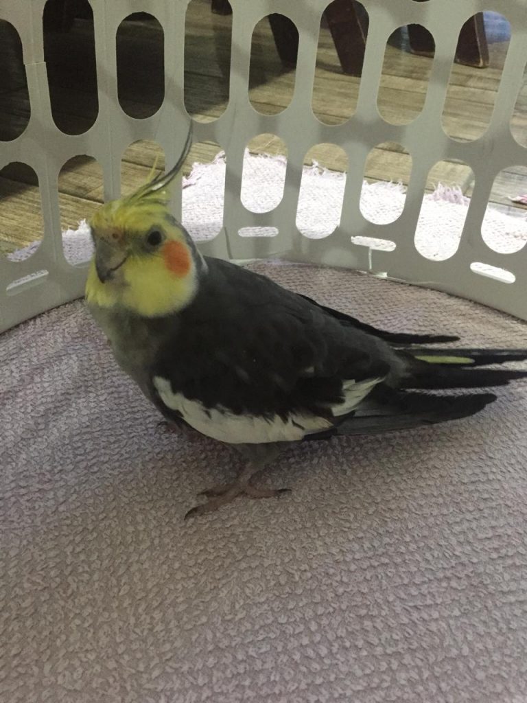 Calopsita foi encontrada na região do Bairro Coqueiral Calopsita foi encontrada na região do Bairro Coqueiral