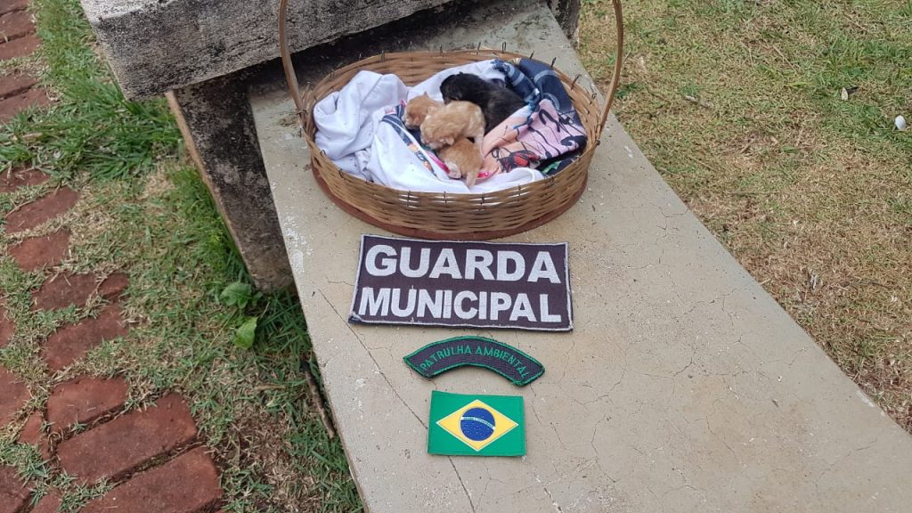 Patrulha Ambiental da GM resgata filhotes de gato abandonados próximo ao Lago
