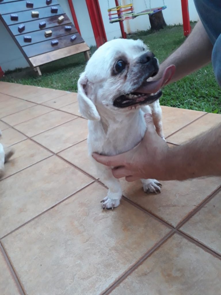 Floki desapareceu no Bairro Tropical