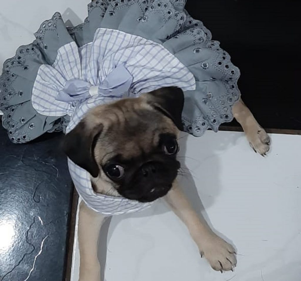 Donos oferecem recompensa pela cachorrinha Meg, que desapareceu no Bairro Periolo