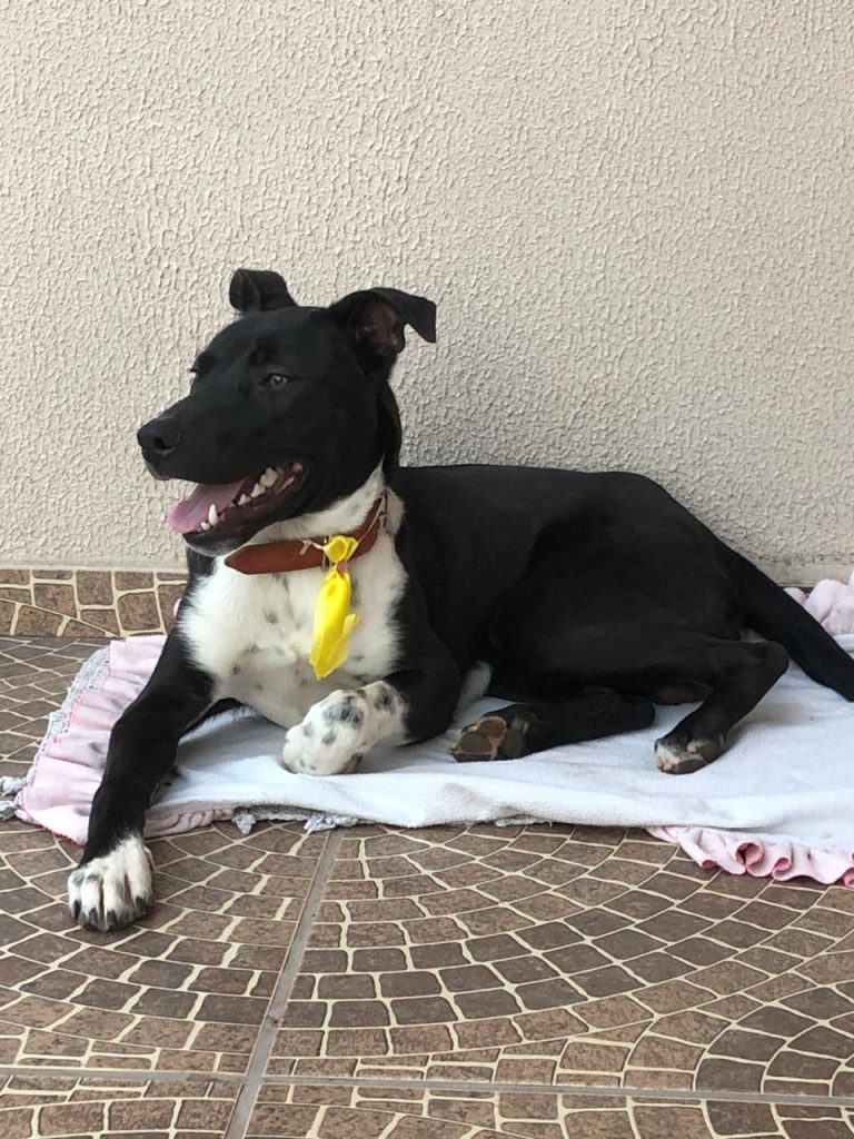 Você conhece? Internauta tenta localizar dono de cachorro encontrado no Centro