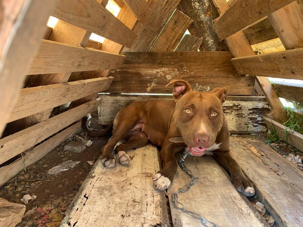 Pitbull vítima de maus tratos é resgatada e homem é detido