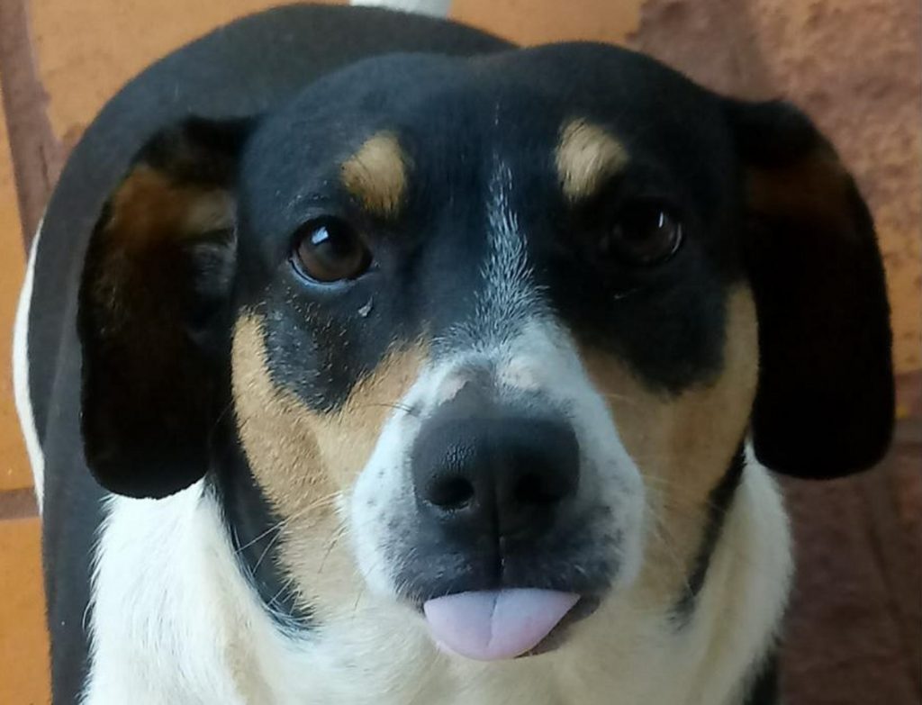 Cachorra fugiu no Bairro Parque São Paulo