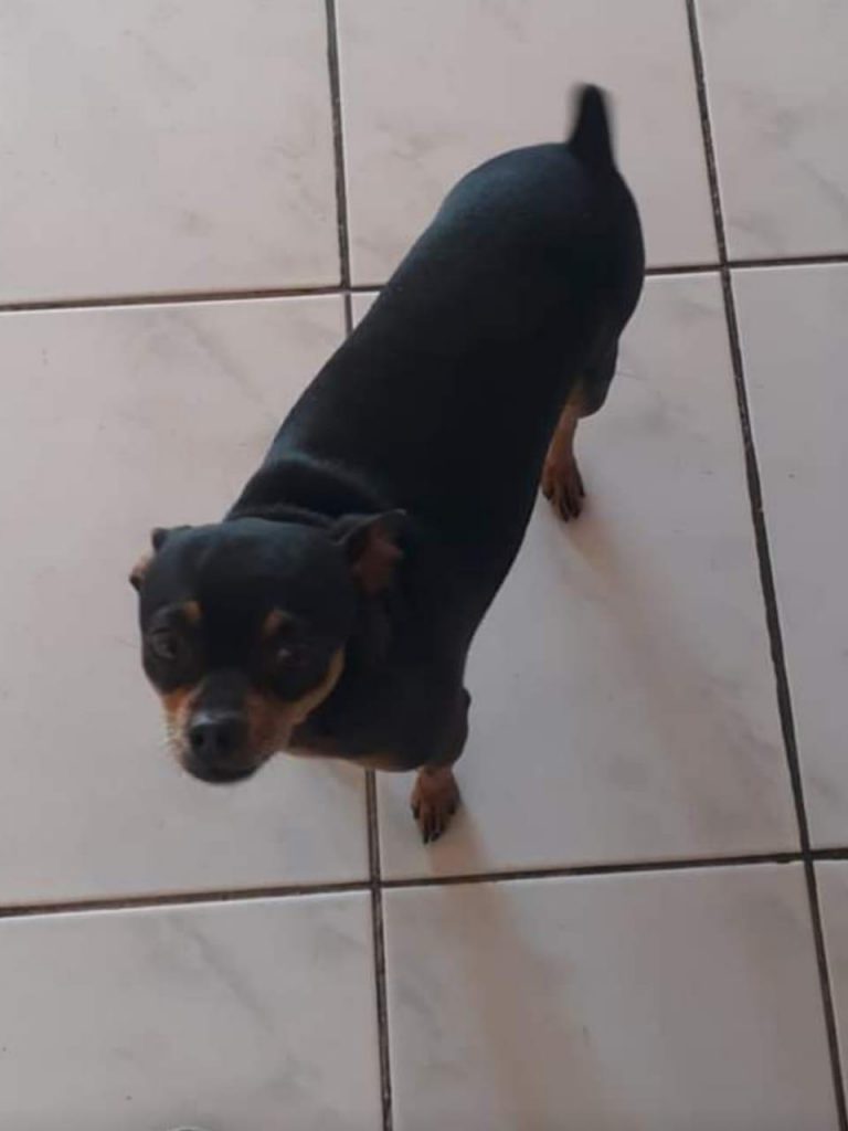 Kinho desapareceu no Bairro Santa Felicidade