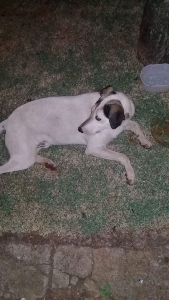 Cachorro é encontrado no Parque São Paulo