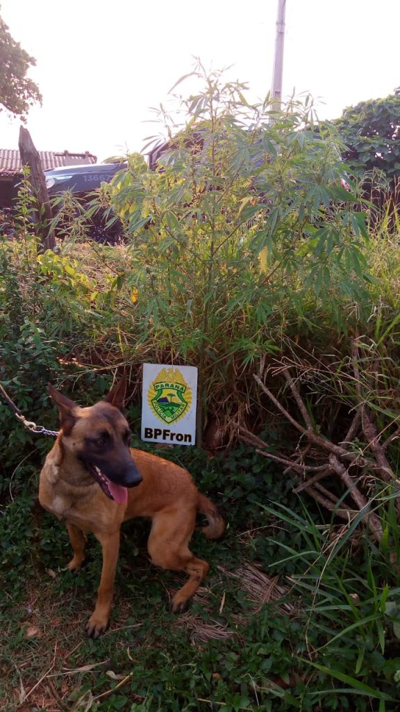 Pé de maconha é encontrado em terreno de Santo Antônio do Sudoestes