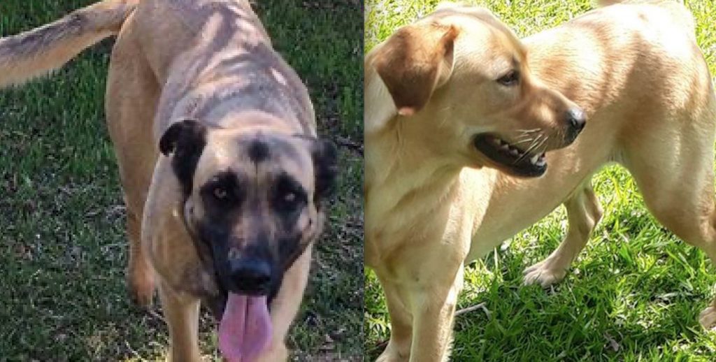 Internauta procura por cães que fugiram no Bairro Neva