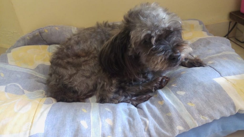 Mulher procura cachorrinha que sumiu na região central