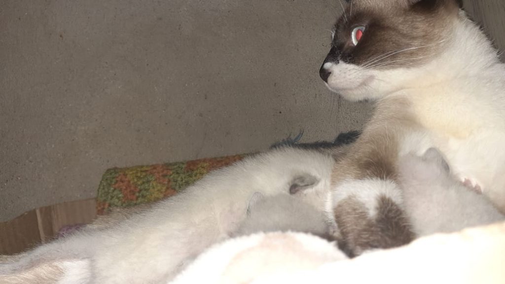 Gata desapareceu no Bairro Neva