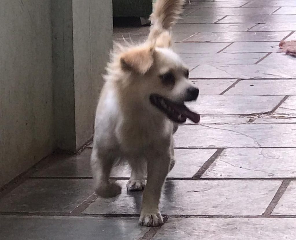 Cachorrinha foi encontrada na região central da cidade