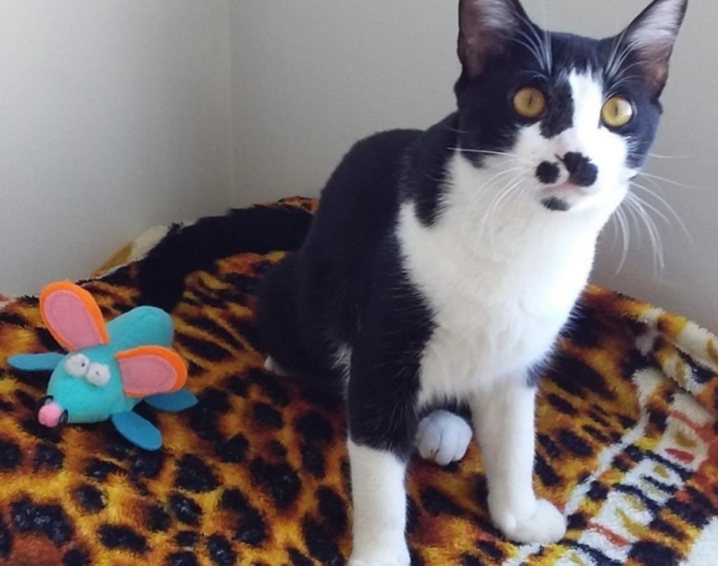 Gato ‘Tito’ desapareceu na região do Conjunto Riviera