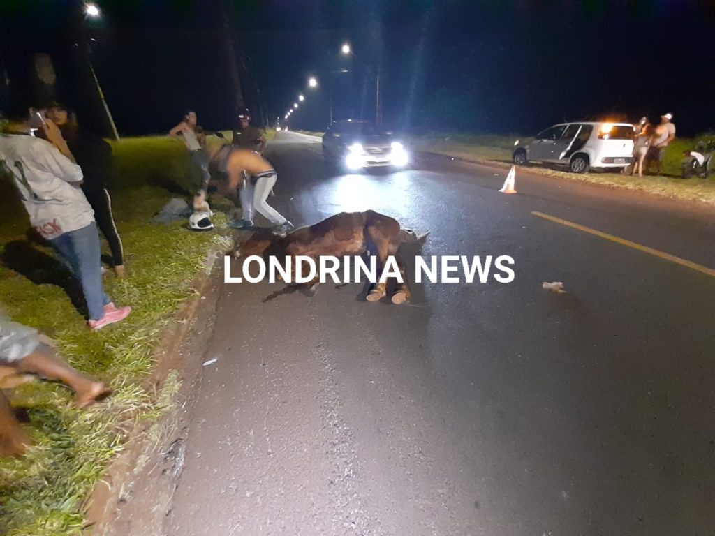 Cavalo solto provoca acidente de trânsito na zona norte de Londrina