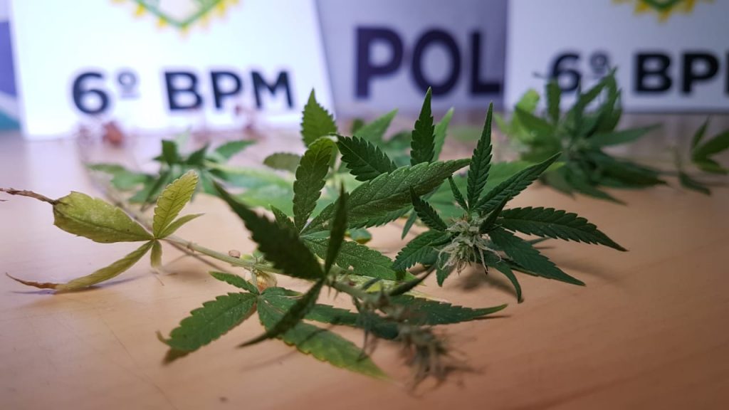 Com pés de maconha, homem é detido pela PM no Santa Felicidade