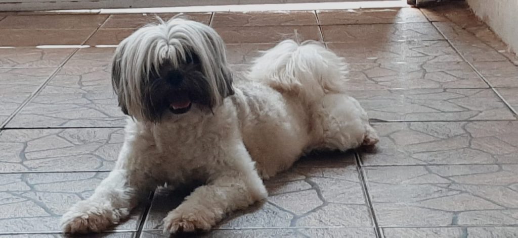 Cachorrinha foi encontrada no Jardim Padovani