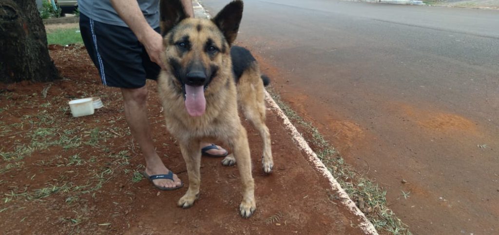 Cão da raça Pastor Alemão foi encontrado na região do Jardim Consolata