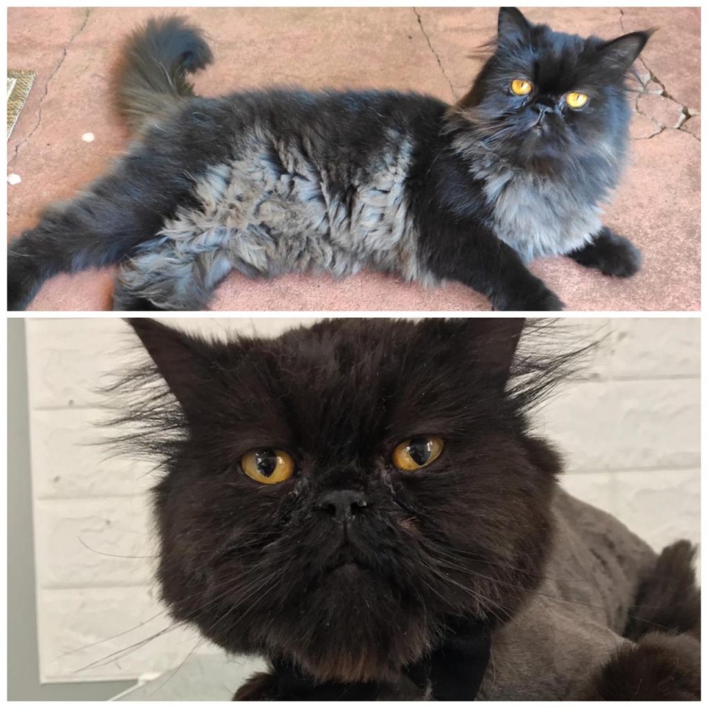 Gato Persa sumiu no Bairro Neva