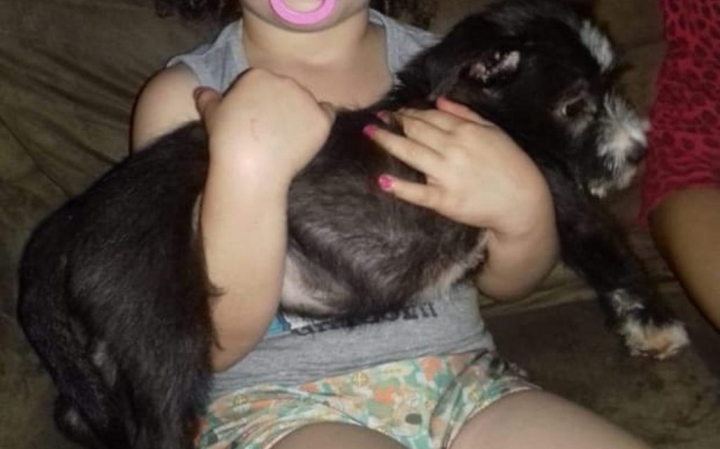 Cachorrinho Baruke está perdido