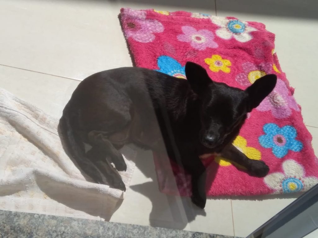 Cachorrinha sumiu no Bairro Brasília