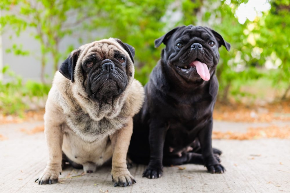 Cães da raça Pug que foram retirados de canil após supostos maus tratos serão devolvidos à dona