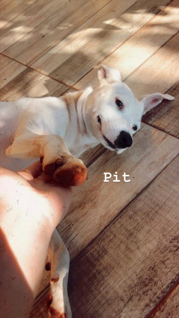 ‘Pit’ sumiu no Bairro Santa Cruz