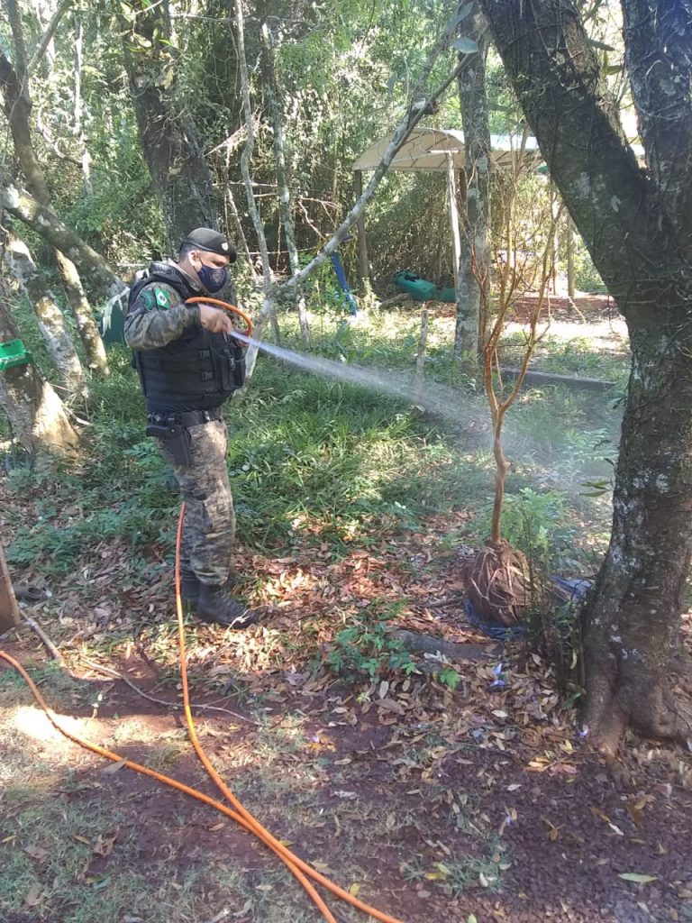 Dá para acreditar? Patrulha Ambiental recupera pé de jabuticaba furtado no Ecopark