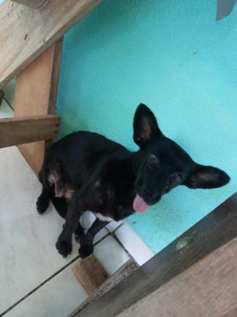 Cadelinha Aurora sumiu no Bairro Brasília
