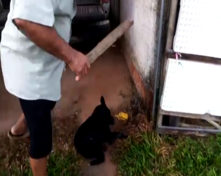 Brutalidade: homem é preso ao tentar matar o próprio cachorro a pauladas