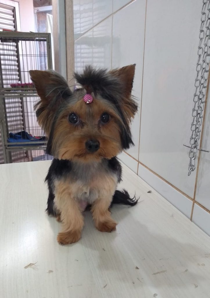 Cachorrinha ‘Megui’ está desaparecida e dono oferece recompensa a quem devolvê-la