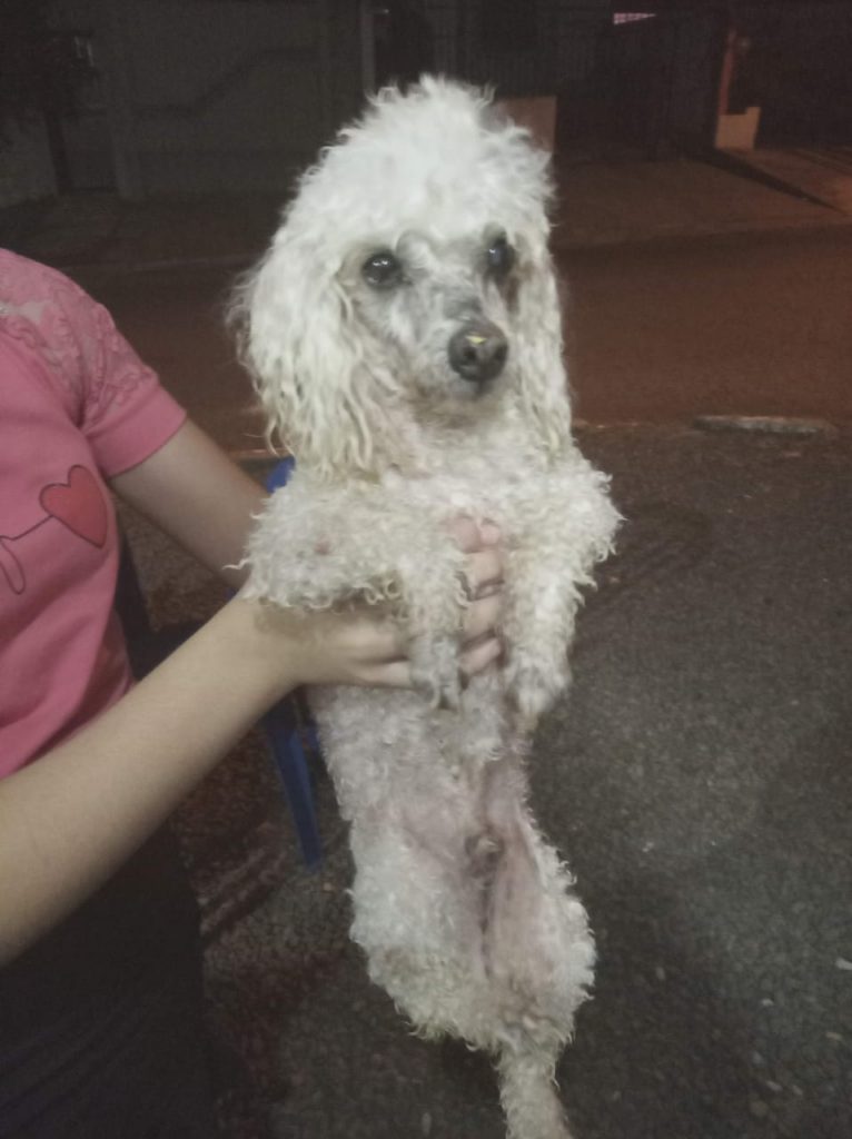 Cão de estimação é encontrado no Bairro Bela Vista